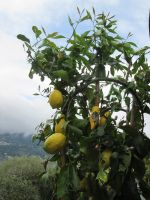 Isola Madre: Zitronen