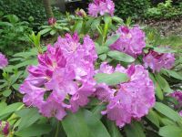 Rhododendron auf der Fischerinsel