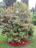 Isola Bella: Kamelie