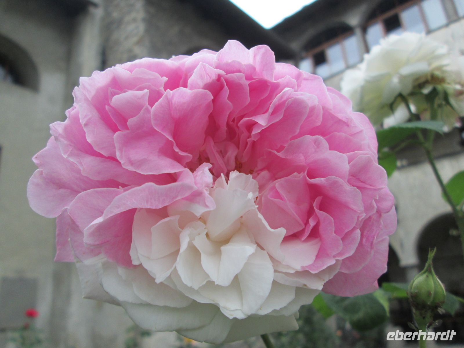 Arrivederci Blumenpracht am Lago Maggiore!