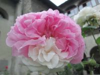 Arrivederci Blumenpracht am Lago Maggiore!