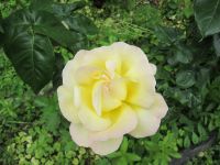 Rosenpracht in Baveno