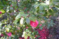 Kamelienpark in Locarno