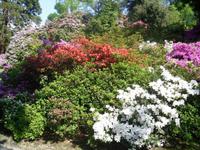 die Isola Madre blueht