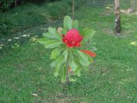 die Isola Madre blueht