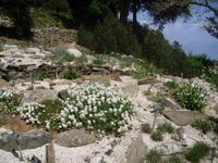 Alpin Garten am Mottarone