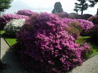 Gartenparadies Isola Bella