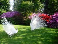 Pfauen auf der Isola Madre