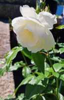 Lago Maggiore - Borromäische Inseln - Isola Bella - Der italienische Garten