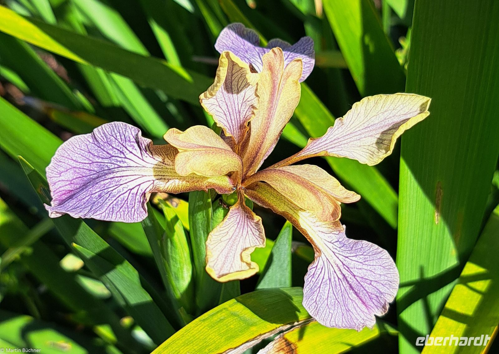 Lago Maggiore - Borromäische Inseln - Isola Bella - Der italienische Garten