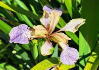 Lago Maggiore - Borromäische Inseln - Isola Bella - Der italienische Garten