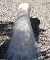 Borromäische Inseln - Isola Madre - mit Englischem Garten - weißer Pfau