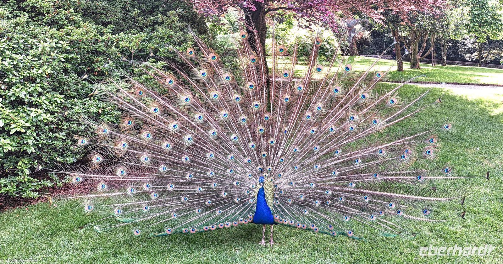 Borromäische Inseln - Isola Madre - mit Englischem Garten - Pfau
