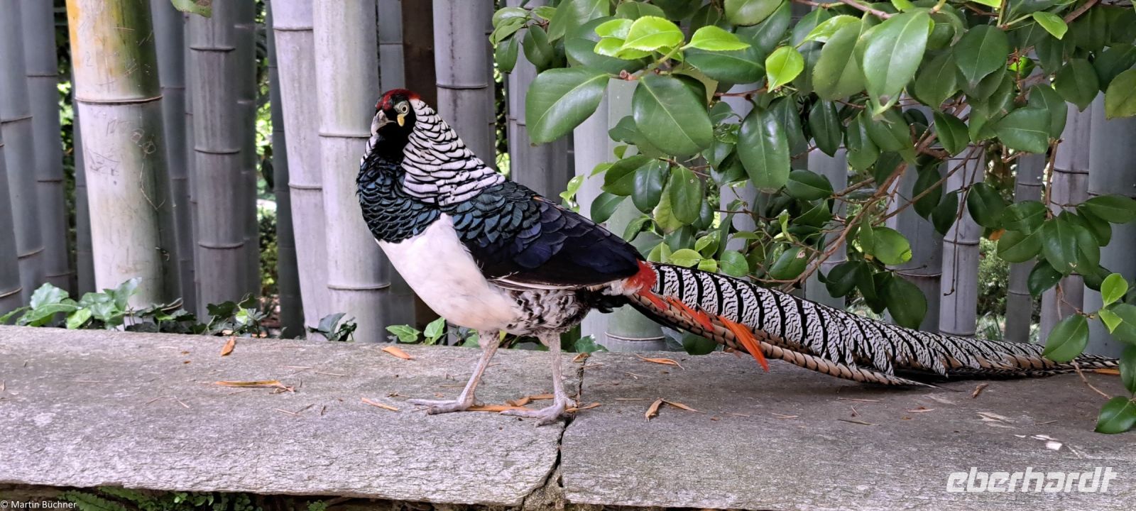 Borromäische Inseln - Isola Madre - mit Englischem Garten - Kragenfasane