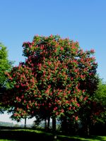 Kastanienbaum am Rasthof Vogtland &ndash; &copy; Heike Heinen (Eberhardt TRAVEL)