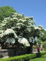Isola Bella: Cornusbaum/ Blüten-Hartriegel &ndash; &copy; Heike Heinen (Eberhardt TRAVEL)