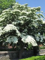 Blüten-Hartriegel &ndash; &copy; Heike Heinen (Eberhardt TRAVEL)