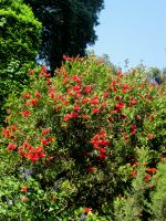 Isola Madre: Zylinderputzer &ndash; &copy; Heike Heinen (Eberhardt TRAVEL)