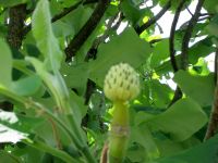 Villa Taranto: Magnolie &ndash; &copy; Heike Heinen (Eberhardt TRAVEL)
