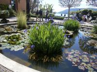 Seerosenteich Isola Madre