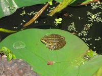 ...ob es ein Prinz wird...