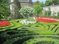 Hecke in Ornamentform