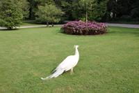 weißer Strauß (Isola Bella)