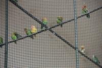 gefiederte Freunde (Isola Bella)