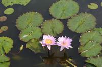 Seerosen (Isola Bella)