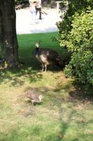 kleine Straußenfamilie