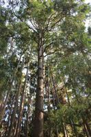 Garten der Isola Madre