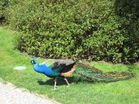 Pfau auf Isola Madre