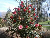 Im Kamelienpark in Locarno