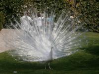 Pfau auf der Isola Bella
