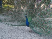 Pfau auf der Isola Bella