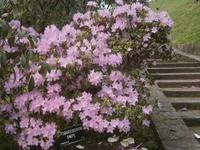 Rhododendron in der Villa Taranto