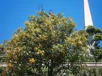 Zitrusbäumchen auf der Isola Bella