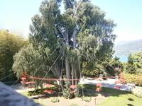 Kaschmircypresse auf der Isola Madre