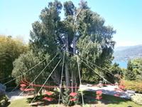 Kaschmirzypresse auf der Isola Madre