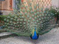 Pfau auf der Isola Madre