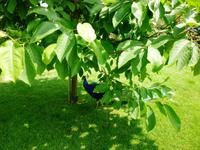 06.06.2013 Isola Madre