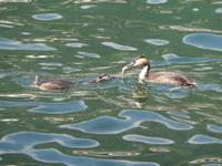 Haubentaucherfütterung