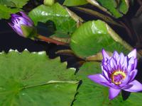 Isola Bella - Lago Maggiore