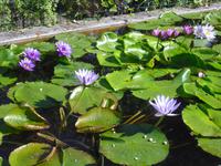 Isola Madre - Lago Maggiore