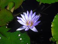 Isola Madre - Lago Maggiore