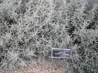 Alpina - Botanischer Garten