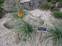 Alpina - Botanischer Garten