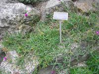 Alpina - Botanischer Garten