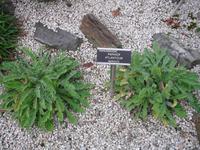 Alpina - Botanischer Garten