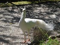 Pfau auf der Isola Bella